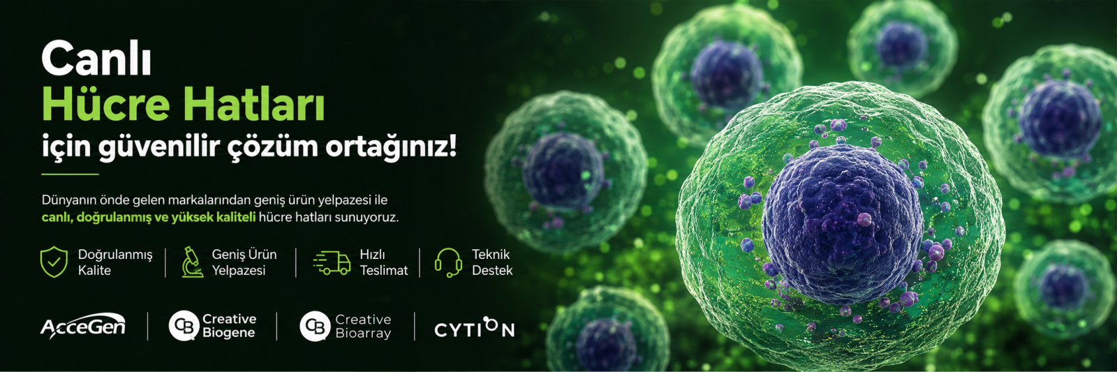 Creative Bioarray, Creative Bioarray Türkiye, Creative Bioarray ürünleri, biyolojik örnekler, doku örnekleri, doku dizileri, doku mikrodizileri, insan doku örnekleri, hayvan doku örnekleri, primer hücreler, primer hücre kültürü, kanser hücreleri, tümör hücreleri, kök hücreler, mikroorganizmalar, FISH probları, kromozom probları, hücre analiz kitleri, ADME kitleri, hücre canlılığı kitleri, sitotoksisite kitleri, DNA izolasyon kitleri, RNA izolasyon kitleri, Creative Bioarray ürünleri Türkiye doku örnekleri doku mikrodizileri insan doku örnekleri tümör hücreleri kanser hücreleri primer hücreler kök hücre ürünleri FISH probları kromozom probları hücre canlılığı kitleri hücre proliferasyon kitleri sitotoksisite kitleri ADME analiz kitleri DNA izolasyon kitleri RNA izolasyon kitleri, Creative Biogene, Creative Biogene Türkiye, Creative Biogene ürünleri, moleküler biyoloji ürünleri, stabil hücre hatları, stabil hücre kültürü, gen ekspresyonu, gen susturma, gen nakli, gen düzenleme, viral vektörler, AAV, lentiviral vektörler, adenoviral vektörler, viral partiküller, RNAi, siRNA, shRNA, miRNA, rekombinant proteinler, sitokinler, GPCR proteinleri, bağışıklık kontrol noktası proteinleri, klonlama kitleri, transfeksiyon ürünleri, ilaç keşfi ürünleri